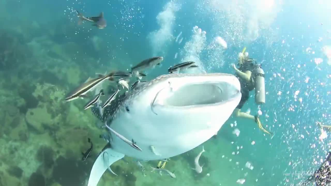 Scuba diver is amused when shark scares his brother