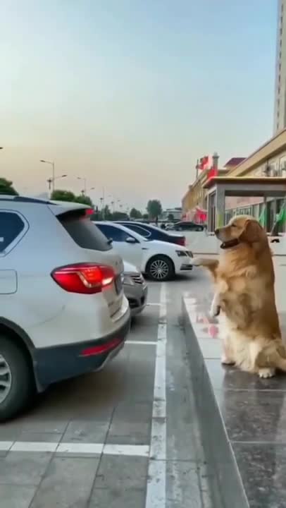 Yoda the Japanese Spitz does some tricks, takes a bow