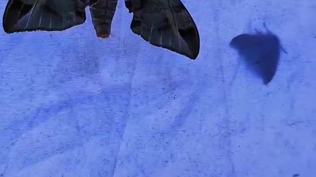 All kinds of moths in my tent