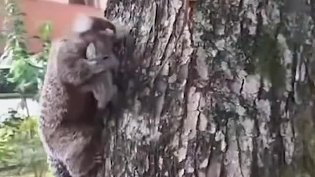 Wild animal and his baby