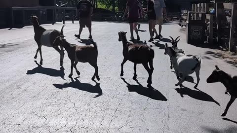 Goats Escape the Petting Zoo