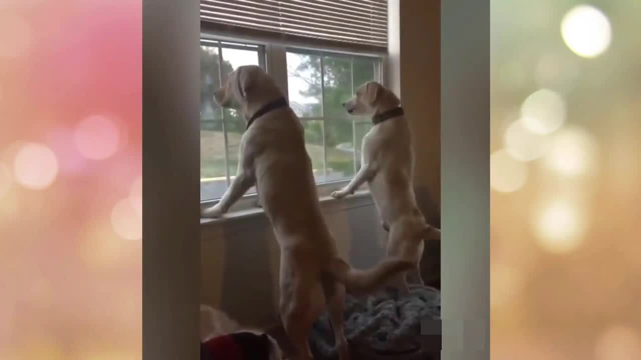 The Best Funny Dogs Videos 🐶