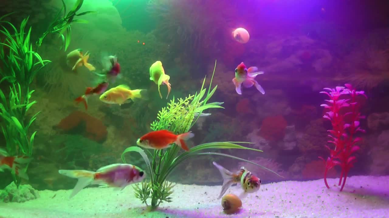 Aquarium-fishtank-goldfish