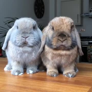 Conejitos bebé mastican comida de un modo extremadamente dulce