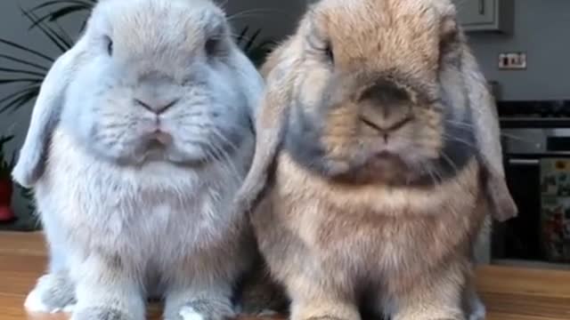 Conejitos bebé mastican comida de un modo extremadamente dulce