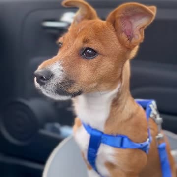 funny|prank|jokes|funny jokes|dad jokes|funny memes|funny video|fun|laughing|funny animal|knock