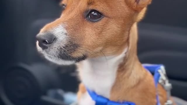 funny|prank|jokes|funny jokes|dad jokes|funny memes|funny video|fun|laughing|funny animal|knock