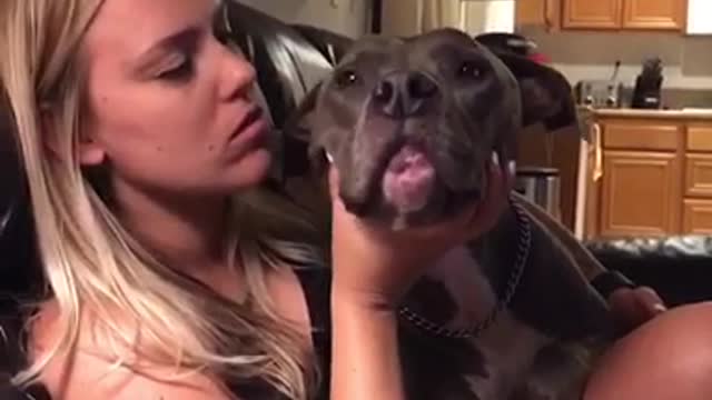 Pitbull getting lots of kisses