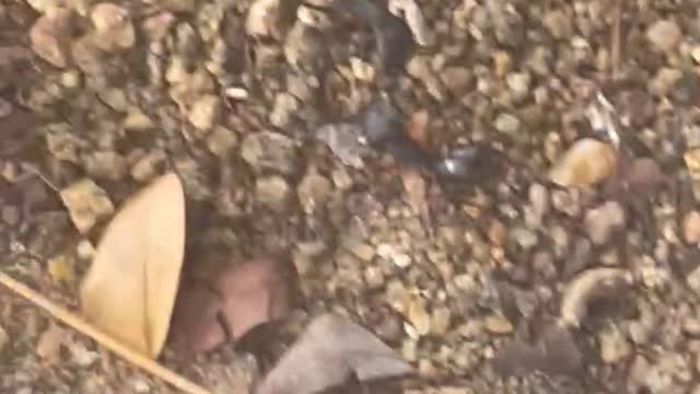 Best Ant 🐜 videos 🥰👍🏻