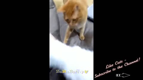 Best Funny Animal Videos 2022 😂 - Funniest Cats And Dogs Videos 😇🐹