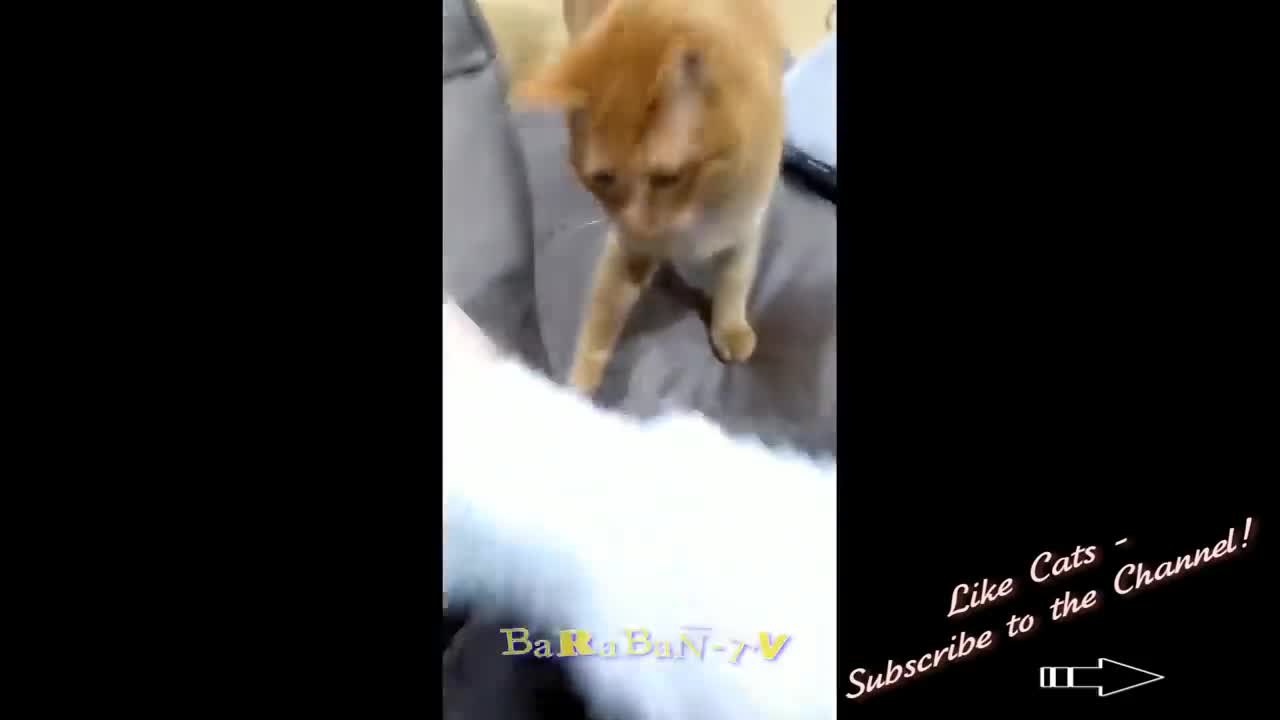 Best Funny Animal Videos 2022 😂 - Funniest Cats And Dogs Videos 😇🐹