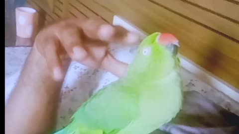 Parrot