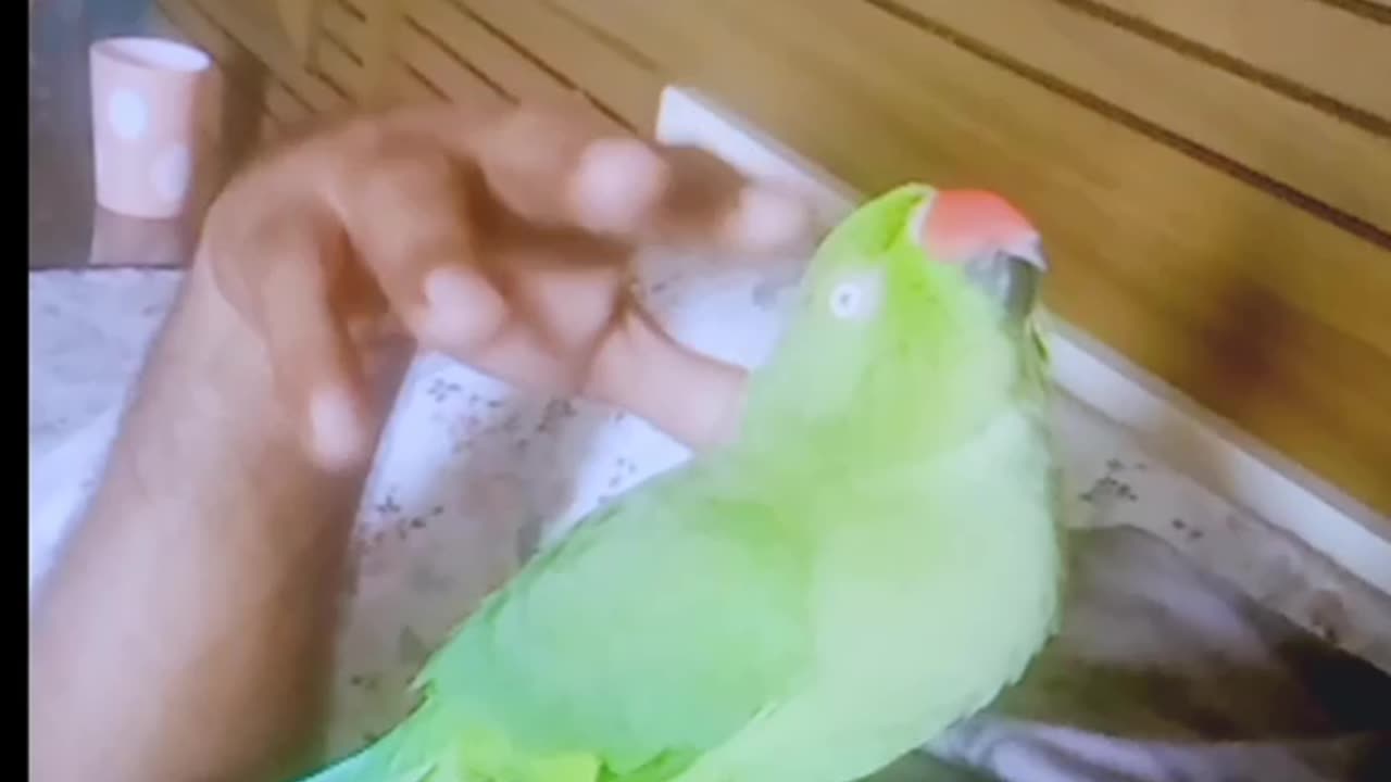 Parrot