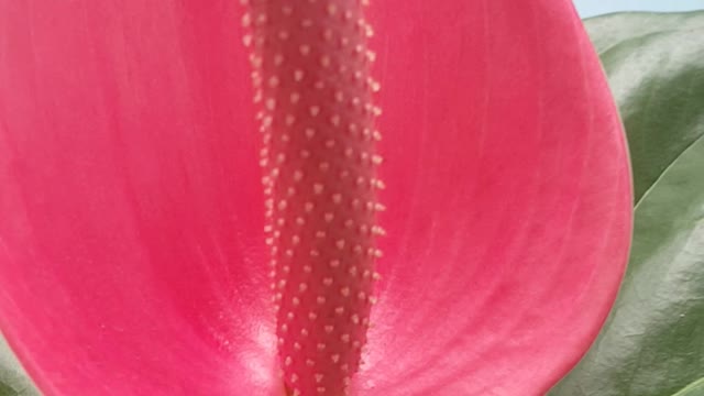 i have this flowers