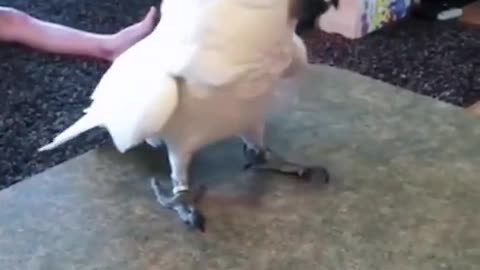 Cockatoo dancing