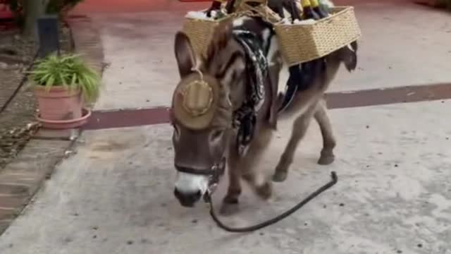 This donkey must be working hard, with all this stuff on his back