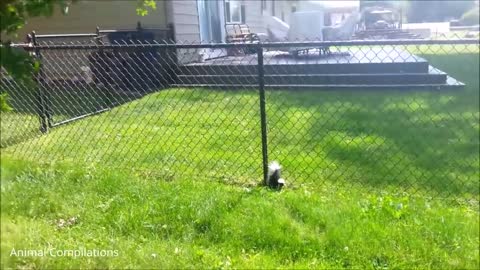 what's out how do spray skunks funny vids