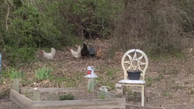 Not My Chickens!
