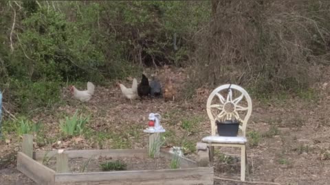 Not My Chickens!