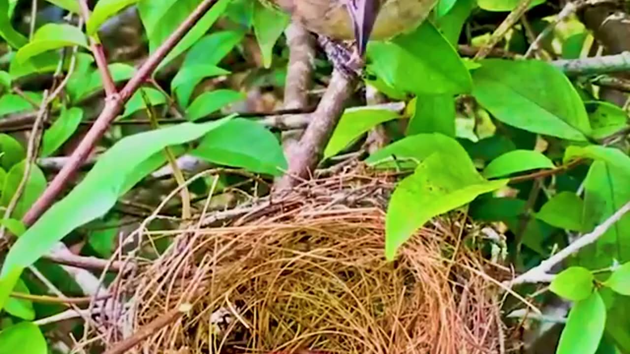 Mother and father