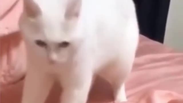 Funny cat dance in music beats