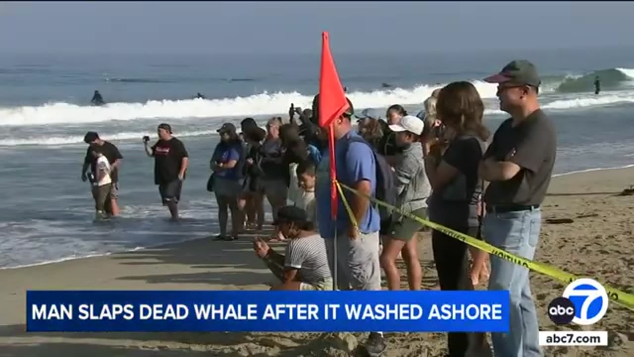 Man slaps dead whale's fin on Torrance Beach, video shows