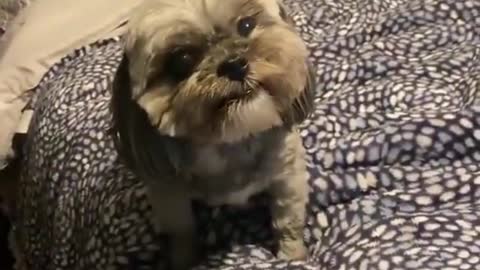 This furry dog got so angry when his owner start to...