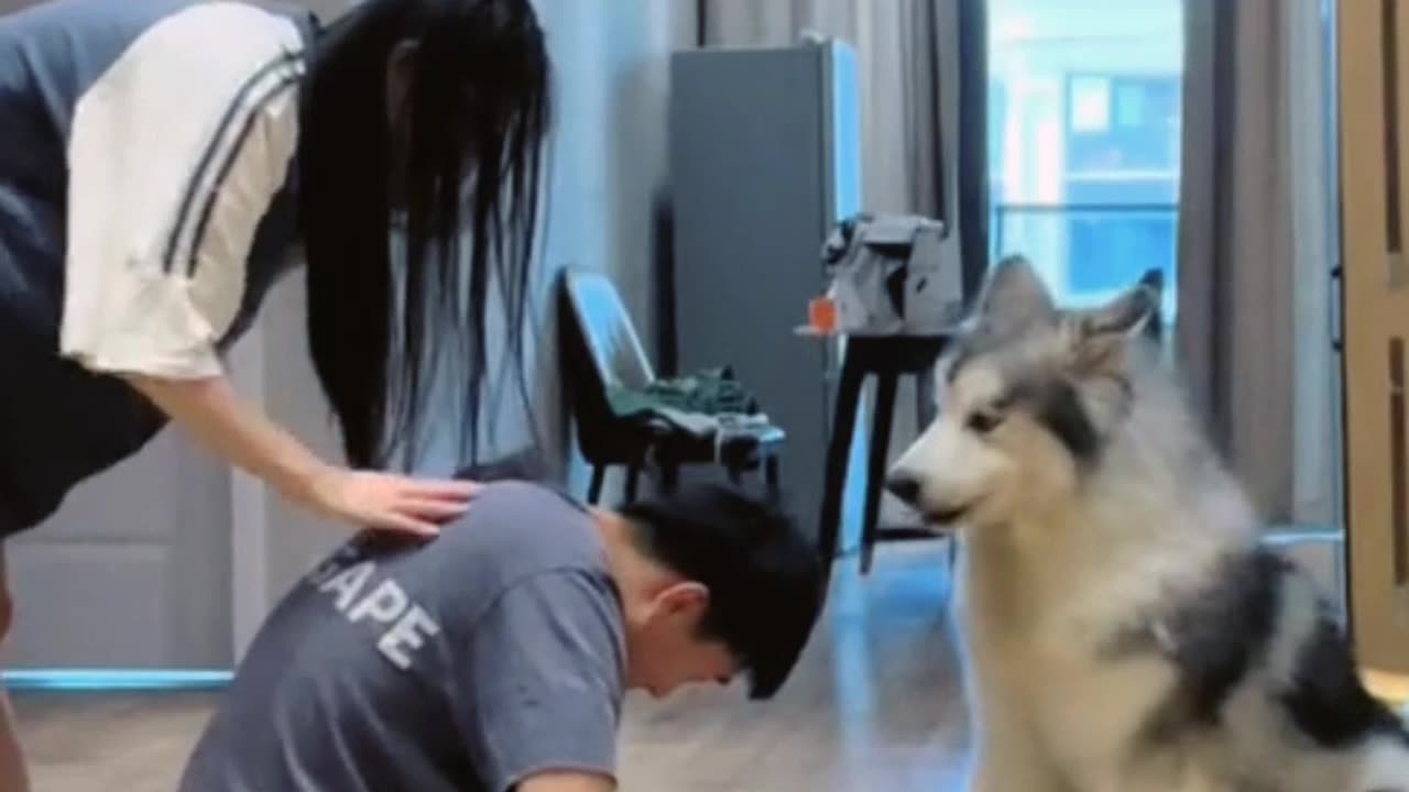 Funny dog video 🤣🤣