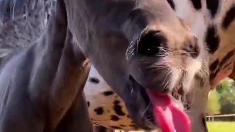 funny horse _shortvideo