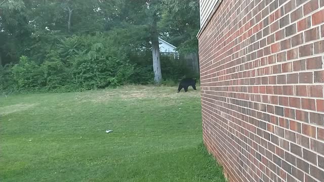 Black Bears
