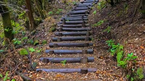 Nature/forest