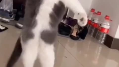 Cat in funny style moment
