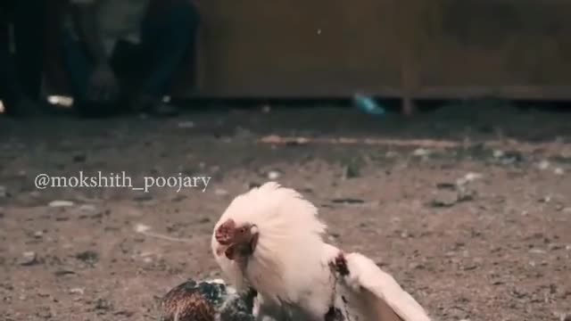 Cock fights hens