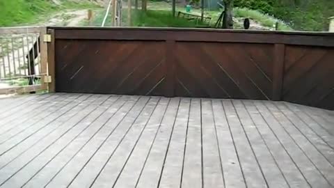 dogs-dream-comes-true.html