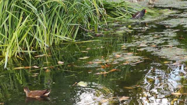 Ducks bathing🦢🦤🦩🦆🐧🦃