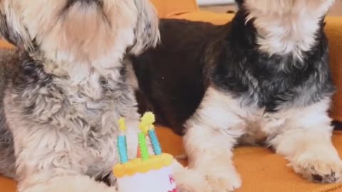 Dogs birthday | Rumble shorts video clips of Dogs Happy Birthday