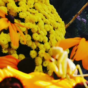 Hungry mantis catches and eats bumble bee