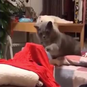 Kittens & Pups Cutest 2021 Try not to Laugh -2