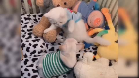 Cute baby cats