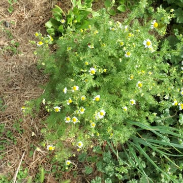 Chamomile Craziness and Ladybug Love!