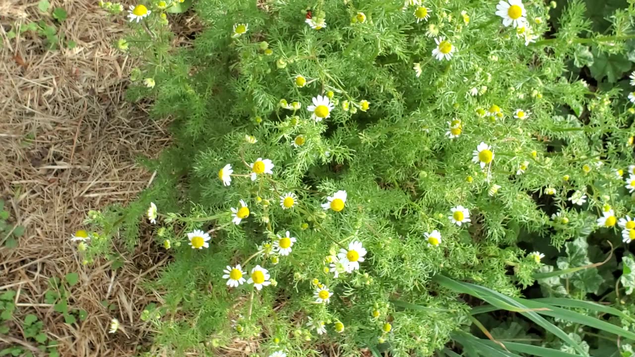 Chamomile Craziness and Ladybug Love!