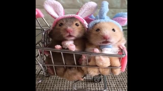 Funniest Hamsters Of All Time