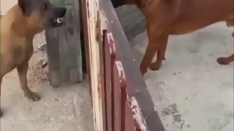 The dogs are not trying to get physical🤣