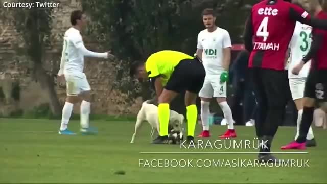 Canine interruption How a dog brought a football match to a halt
