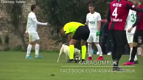 Canine interruption How a dog brought a football match to a halt