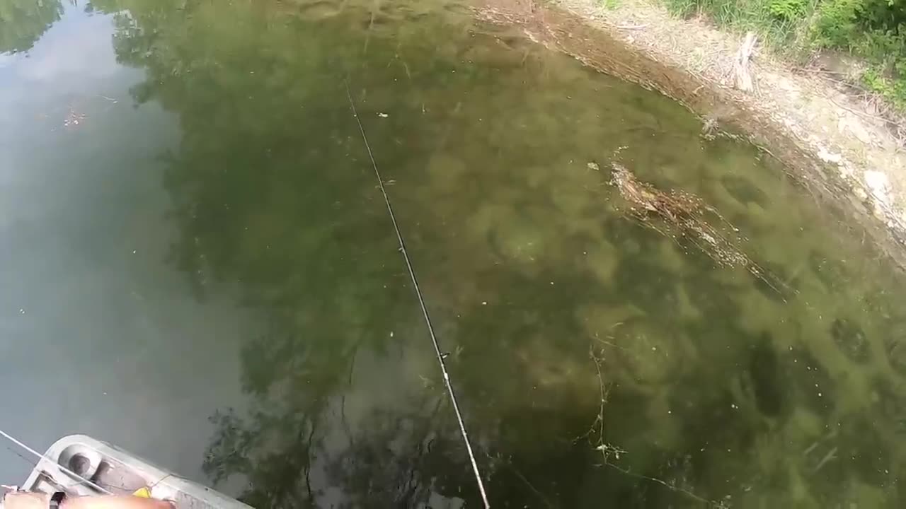 Frankenstein Bluegills that scare Bass