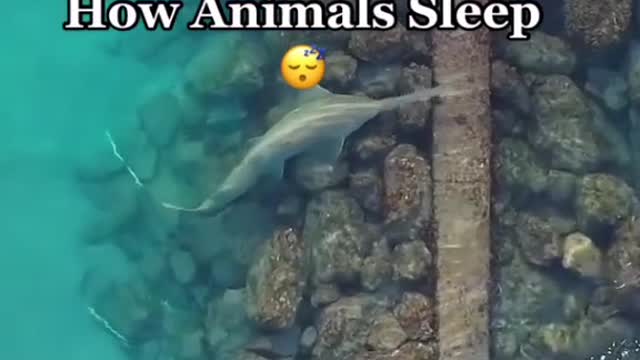 How animals sleep