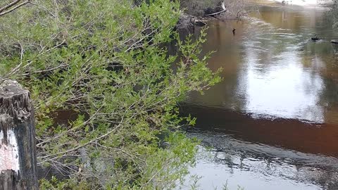 Blackwater River---Florida Free camping