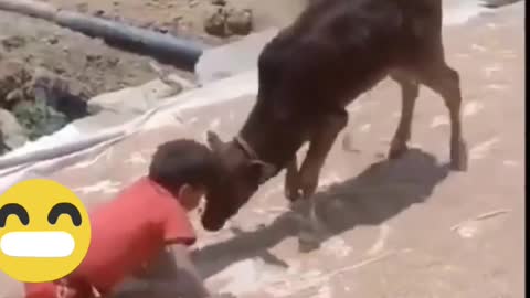 Little boy wrestles with calf😂