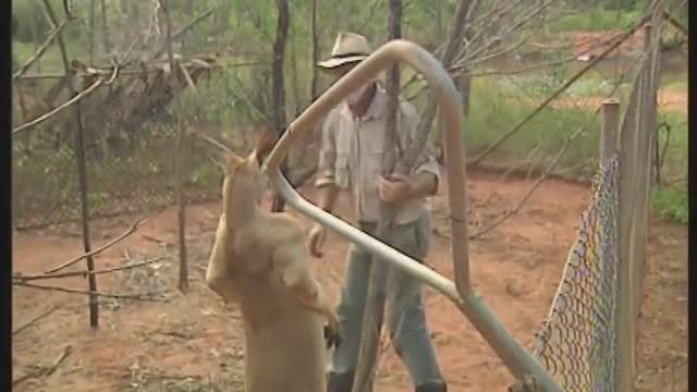 Kangaru (Fight)